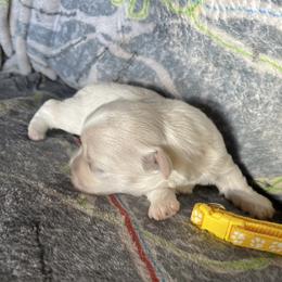 Blade - Yellow - White male Coton de Tulear puppy in Rubicon, Wisconsin from Darryl's Cotons de Tulear