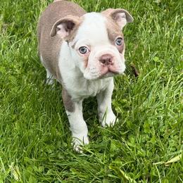 Arcon - Lilac male Boston Terrier puppy in Charlotte, Michigan from Blue Diamond Danes