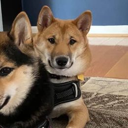 Shiba Inu from Svetlana's Shiba Inus