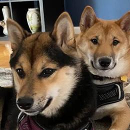 Shiba Inu from Svetlana's Shiba Inus