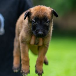 Zara - Fawn female Belgian Malinois puppy in Lincoln, Nebraska from Nebraska K9