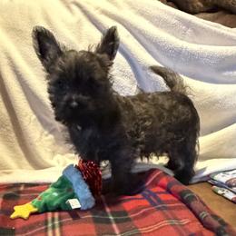 Buckee - Brindle male Cairn Terrier puppy in Terrebonne, Oregon from Central Oregon Cairn Terriers
