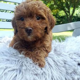 Cockapoo, Cocker Spaniel, and Goldendoodle Puppies from Robbin's Treasures