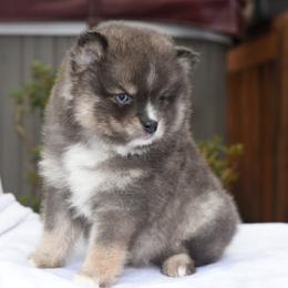 Merlin- Erin Family - Blue male Pomsky puppy in Coos Bay, Oregon from Ocean View Pomskies