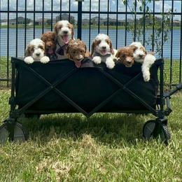 Goldendoodle Puppies from The Doodle House