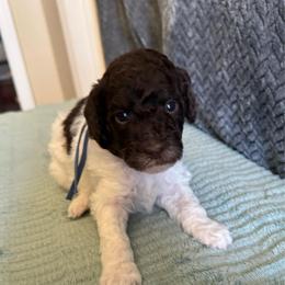 Blue Collar - Brown male Poodle puppy in Huntsville, Alabama from Flint River Poodles