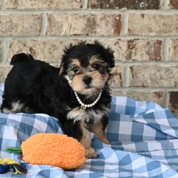 Cavalier King Charles Spaniels, Havapoos, Maltipoos, Morkies, and Yorkipoos from Happy Tail Puppies