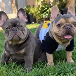 French Bulldog puppies from G bulldogs