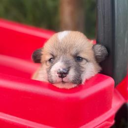 Secretariat - Red male Pembroke Welsh Corgi puppy in Rose, Nebraska from Clearsky Corgis