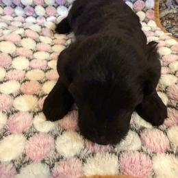 Girl 3 - Black female Bordoodle puppy in Churchill County Fallon, Nevada from Card Family Ranch