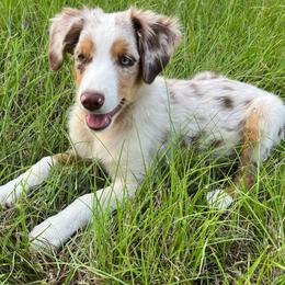Butter ball - Red merle male Toy Australian Shepherd puppy in Alabama from SBA Aussies