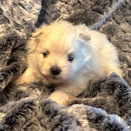 Powder - White female Pomeranian puppy in Scio, Oregon from Mac Daddy Poms