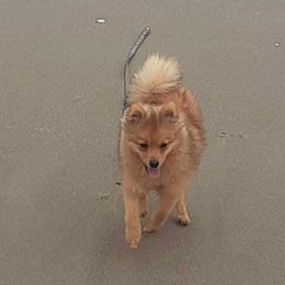 Australian Shepherd and Pomeranian Puppies from Willamette Valley Aussies