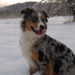 Sadie - Australian Shepherd