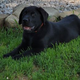 Dilute Retriever and Labrador Retriever Puppies from SmoKy Hills Labradors