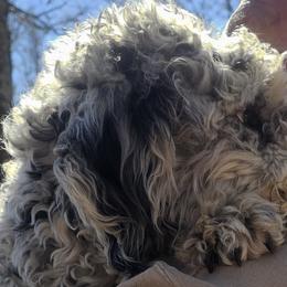 Goldendoodles, Mal-Shis, and Poodles from Sweetest Puppy 4 Me