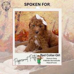 Red Collar - Peppermint Patty - Red female Bernedoodle puppy in Lexington, North Carolina from Deborah’s Doodles