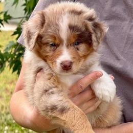 Lily - Red merle female Australian Shepherd puppy in Clover, South Carolina from Jo’s Aussies