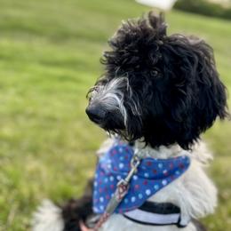 Dutton - Purple Girl - Parti Goldendoodle puppy in Erlanger, Kentucky from Life is Golden Doodles