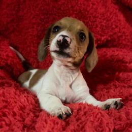 Boy 1 - Red male Dachshund puppy in Cherokee, Oklahoma from Special “K” Dachshunds