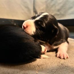 Johnny - Black and white male Border Collie puppy in Franklin, Maine from Broad Meadow Borders