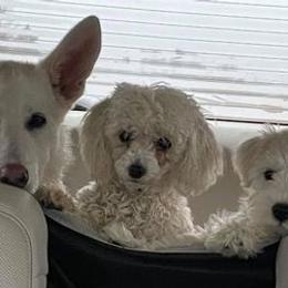 Dachshunds, German Shepherds, and Poodles from K2D2 Farm