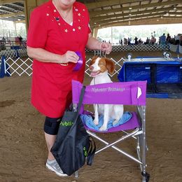 Brittany and Toy Fox Terrier Puppies from Hytower Brittanys