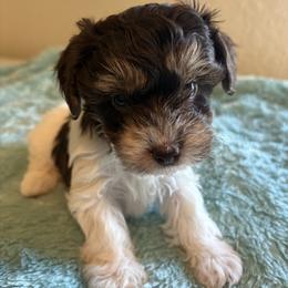 Takis - Parti female Yorkipoo puppy in San Antonio, Texas from Sweet as dessert puppies