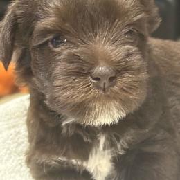 Little Winston - Liver male Miniature Schnauzer puppy in New Bern, North Carolina from DJS Delightful Miniature Schnauzers