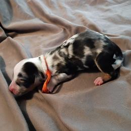 Oakley (Orange Collar) - Blue merle male Australian Shepherd puppy in Okeechobee, Florida from Rothsolid Puppies