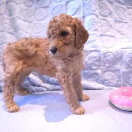 Brown collar - Apricot female Poodle puppy in Vass, North Carolina from Dakliff Standard Poodles