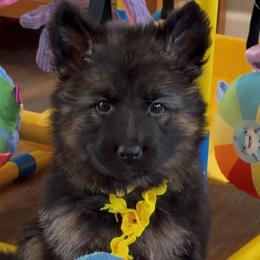 Girl 2 - Black and red female German Shepherd puppy in Valley Springs, South Dakota from Von Pasch German Shepherds