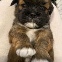 Lhasa Apso Puppies from Lhasa Apso Doggy Stylez Fl