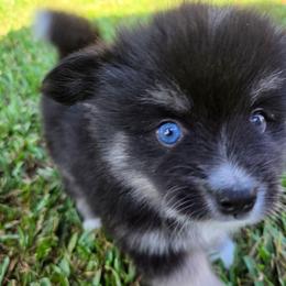Oakley - Black and white female Pomsky puppy in Southern California, California from SoCal Pomskies LLC