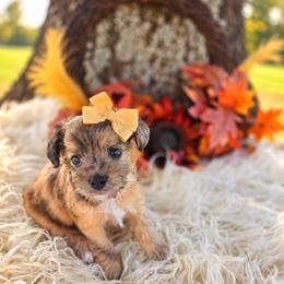 Hallie - female Cavapoochon puppy in Bullard, Texas from Cavapoochon Central LLC