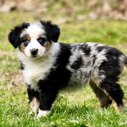 Roxie - Blue merle female Miniature Australian Shepherd puppy in Fort Smith, Arkansas from Rye Hill Aussies