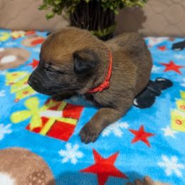 Boy 4 - Mahogany male Belgian Malinois puppy in Paynes Corner, Virginia from Von-Zito Belgian Malinois