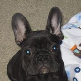 Bulldogs and French Bulldogs from Breeding Timing