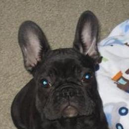 Bulldogs and French Bulldogs from Breeding Timing