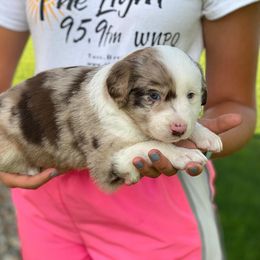 Australian Shepherd Puppies from Aussies Of Circle H