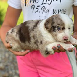 Australian Shepherd Puppies from Aussies Of Circle H