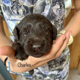 Charles - Brown male Schnoodle puppy in Sedalia, Missouri from Farmer Brown's Puppies