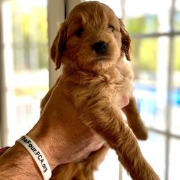 Goldendoodle Puppies from Heartshine Doodles
