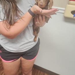 Dachshund All Grown Up from BlackPine Kennels