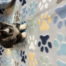 Pembroke Welsh Corgi Puppies from LTT Corgis