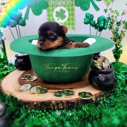 Maltese and Yorkshire Terrier Puppies from Tampa Teacup Puppies