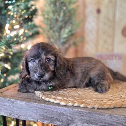 F1B Meet Blizzard :) - Sable male Cavapoo puppy in Centerville, Iowa from Barnyard Dachshunds, Dals & Doodles