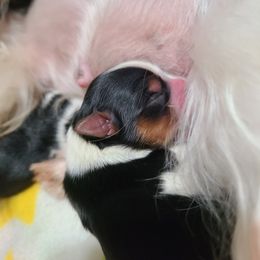 Girl 2 - Biewer Terrier puppy in Eugene, Oregon from LinMar Biewers & Yorkshire Terriers