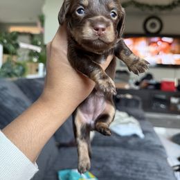 Hershey - Chocolate and cream female Dachshund puppy in Menifee, California from TeenieWeenieDoxies
