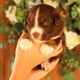Domhnall - Red tri-color male Australian Shepherd puppy in Turlock, California from HCA Aussies